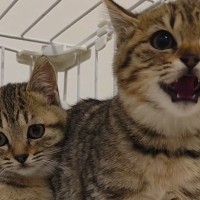 まったく人に懐かなかった『警戒心の強い保護子猫』…新しい家族に愛され『変化した様子』が75万再生「涙が出た」「幸せな気持ちになった」
