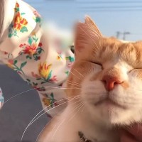 『おうちにおいでよ！こたつあるから』野良猫に声をかけた日から5年…愛にあふれた記録が170万再生「まるで映画のよう」「ボロボロ泣いた」