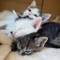 生後1週間で保護された『3匹の子猫』→家族に迎えられて3か月…幸せあふれる光景に「可愛いしか言えない」「たまらにゃい」の声