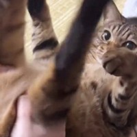 プルプルと猫の足を揺らしてあげる飼い主→『手を離す』と…まさかの反応に「永遠にやってあげたくなる」「もう全部かわいい」と28万表示