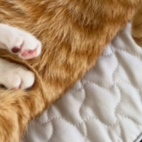 遊び疲れた2匹の猫→いっしょに昼寝を始めて…あまりにも尊い光景に「なんて素敵なの」「幸せな気持ちになった」と癒される人が続出