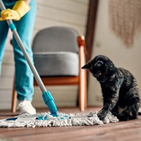 猫の『粗相や嘔吐』を処理する方法4選　跡を残さないためのポイントや消臭のコツ