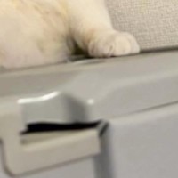 猫がいる場所をこっそり覗いたら…貫禄たっぷりの『まさかの光景』に「本当に猫なのか？ｗ」「人生なんとかなるにゃと言われそう」と26万再生