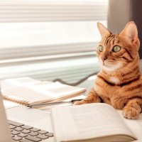 猫がする『まるで人間のような』仕草や行動4選　飼い主のマネをしているの？考えられる理由とは
