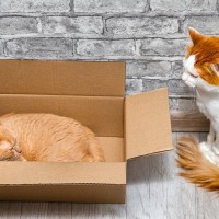 猫にとって『縄張り』が大切な理由3選　入られたくないワケや争いを防ぐための対策方法も