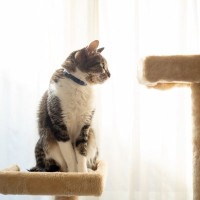 猫が人を『高い所から見下ろしたがる』5つの理由　どんな意味があるの？意外な心理をご紹介
