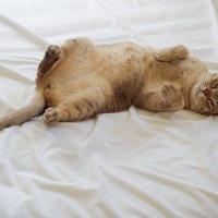 猫が人の『布団を奪ってくる』理由4選　なぜ横取りするの？対策方法までご紹介