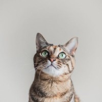 猫が思わず耳を傾ける『大好きな音』4つ　聞き入ってしまう理由や好む音の特徴も解説