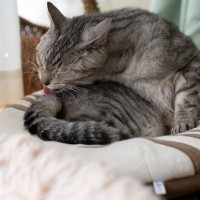 猫が『なでられた場所を舐める』ときの理由4つ　触られたくなかったの？行動に隠された意味を解説