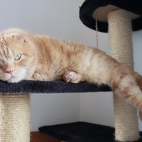 猫が『不幸になる』飼い主に共通する特徴5つ　あなたは大丈夫？今すぐ改善すべき理由まで