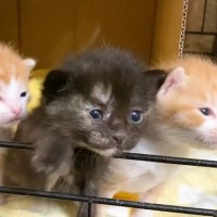 ケージを開けてもらった赤ちゃん猫たち→初めての『リビング』で…尊すぎる光景が12万再生「小さな大冒険ｗ」「愛おしい」