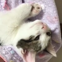 娘の腕の中で完全にリラックスしていた子猫→となりでゴロンと横になって…あまりにも尊い『添い寝の瞬間』が52万再生