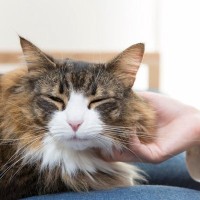 猫がみせる『甘えている』と誤解しやすい行動3つ　 別の感情が隠れていることも？見分けるコツまで解説