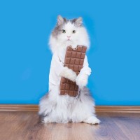 猫に食べさせてはいけない『人のお菓子』3つ　命に関わる恐れも？誤飲した場合の対処法まで