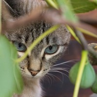 猫にとって危険な『秋の食べ物』4選　与えてはいけない理由や食べてしまったときの対処法