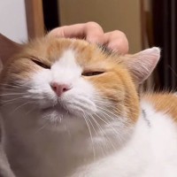 抱っこが大好きな三毛猫→自分から飼い主の膝の上に乗って…あまりにも『尊い光景』に「クッソかわいい」「全てが愛おしい」と反響