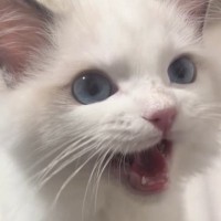 お留守番を頑張った『生後5か月の子猫』→ママに撫でてもらうと…尊すぎる光景が62万再生「可愛くてため息が出る」「天使がいた」
