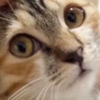 新しいお家に『緊張していた子猫』→迎えて5日目になると、息子のそばで…尊すぎる光景が22万再生「なんて優しそうなお兄ちゃん」「素敵」