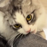 出かけようとしたら、猫がやってきて…必死の『行かないでアピール』が尊すぎると12万再生「離れたくないのね」「愛されてて羨ましい」