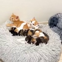 クッションの上に集まる4匹の子猫→飼い主が帰ってくると…可愛すぎる『熱烈歓迎』が26万再生「ニヤニヤした」「大好きがあふれてる」