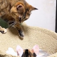 子猫たちと仲良くなりたい『シャイな先住猫』…健気な様子が可愛すぎると反響「なんて謙虚なお姉ちゃん」「仲良くなってほしい」
