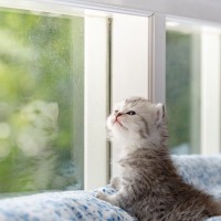 猫を迎える前に知りたい『運命の猫』と出会う方法4選　自分と猫の相性を判断する方法はある？