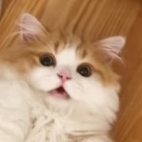 仰向けでくつろぐ猫→飼い主が声をかけてみると…まさかの『お返事』に「確かに言ってるｗ」「可愛すぎて辛いｗ」と45万再生