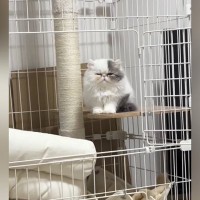 ケージの中で『ちょこんと座る猫』→眠かったようで…あまりにも可愛らしい様子に癒される人が続出「ぬいぐるみみたいｗ」「ふわふわだねｗ」