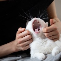 猫が『あくび』をするときの理由3つ　眠気のサインではないことも？隠れている心理とは