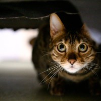 猫が『亡くなる直前』に身を隠したがる理由5つ　考えられる心理や飼い主が取るべき対応まで