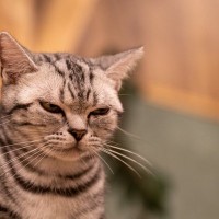 猫に『嘘』をつくことで起こるトラブル5選　信頼を損なう恐れも？適切な関わり方まで