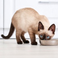猫の体内では『消化しにくい食べ物』5選　消化不良を起こす理由や表れやすい症状まで