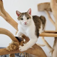 猫にもそれぞれ『利き手』があるの？見極めるコツや性別による傾向まで