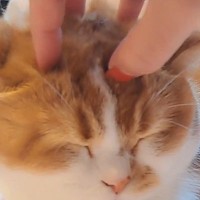猫の頭をマッサージしていたら…飼い主が『手を離す』と→笑撃の光景に「え～すごい」「新しいヘアスタイルかなｗ」と話題に