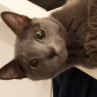 帰宅したら、棚の上にいた猫→『床』を見ると…泣きたくなる『まさかの光景』が327万表示「何という力作」「可愛すぎるだろｗ」