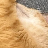 寝ている猫のとなりにそっと手を置いたら…あまりにも尊い『甘え方』に「可愛すぎるし羨ましい」「全てをくっつけたかったんだｗ」と反響