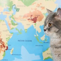 猫が関係している『慣用句やことわざ』5選　国内だけではなく世界にも？さまざまな教訓をご紹介