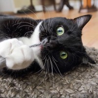 『やんちゃな性格の猫』との生活で起こること3選　トラブルの危険性も？イタズラを防ぐ対策まで
