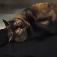 パパが1日着たTシャツの上にいた猫…『まさかの行動』に爆笑する人が続出「熟成されたTシャツｗ」「めちゃめちゃ笑った」と32万再生