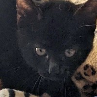毛を逆立てて『やんのか』していた小さな子猫→成長すると…貫禄たっぷりな『5年後の光景』に「洗練されてる」「どちらも尊い」と115万表示