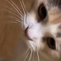 飼い主『思わず2度見したｗ』→目の前にやってきた猫…身に着けていた『まさかのモノ』に「素敵なリュックｗ」「まじ可愛すぎｗ」と14万再生