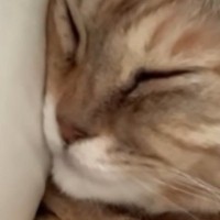 飼い主『仕事に行けない』→毎朝、腕の中で眠る猫…たまらなく可愛い光景に「上には私から説明しとく」「行かなくても許される」と49万再生