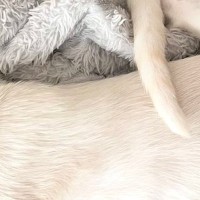 飼い主『もう芸術作品』→スヤスヤと眠っていた子猫たち…驚きの寝姿に「何がどうなってるのｗ」「みんな伸びてるｗ」と1万いいね