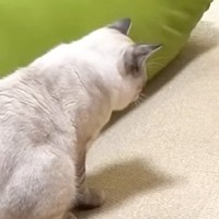先輩犬の『プリケツ』を見つめる猫→次の瞬間…まさかの行動に笑ってしまうと69万再生「鬼の形相で草」「両方の気持ち分かる」