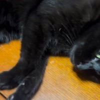 テーブルの上で寝転がっていた黒猫→すぐ隣を見ると…『まさかの光景』に爆笑の声「途中参加したいｗ」「人間じゃありえないｗ」と18万再生