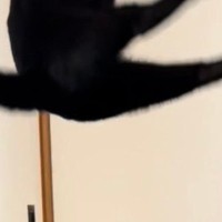黒猫が飛び上がった瞬間をカメラに収めたら…まるで『謎の生物』のような光景に2万9000いいね「猿かと思った」「すごい楽しそうで良い」