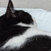 赤ちゃん用のマットでくつろぐ猫→すぐ横を見ると…思わず笑顔になる『かわいい光景』に「将来絶対仲良くなるｗ」「大きさがピッタリで笑った」