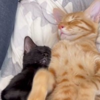 一緒にお昼寝をしていた兄妹猫→1匹が寝返りをうった次の瞬間…見事な『シンクロ』が53万再生「おぉすごい」「仲良すぎでしょー」