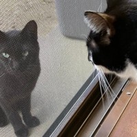 気温40度でぐったりしていた野良猫→庭にいるのを愛猫が発見して…『2年後の光景』に感動の声「本当に幸運だったね」「素敵な出会い」