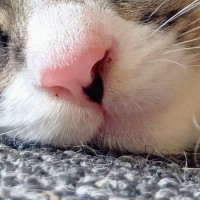 気持ちよさそうに眠る子猫→『毛』に注目すると…たまらなく可愛い光景に2万いいね「今のうちに堪能しておかないと」「めちゃめちゃ愛おしい」